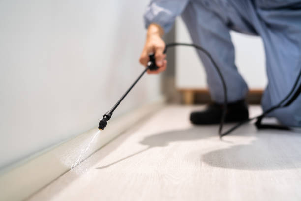 Licensed Wasp Removal service in Bellevue, IL - Show Me Pest Control