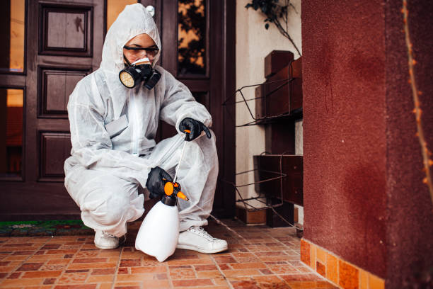 Reliable Wasp Removal contractor in Bellevue, IL by Show Me Pest Control